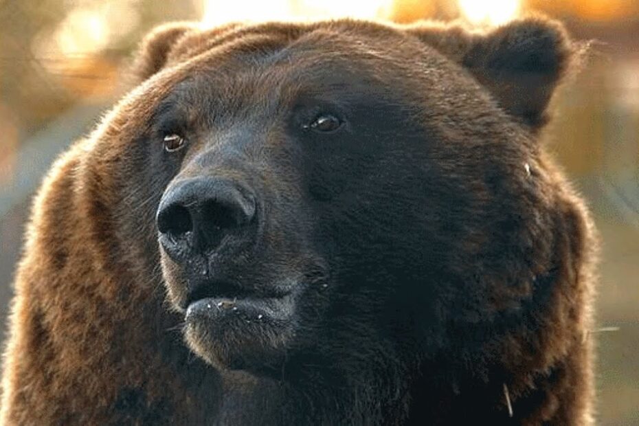 Close-up of a brown bear’s face, showing its dark fur, round ears, and expressive eyes with a blurred outdoor background.