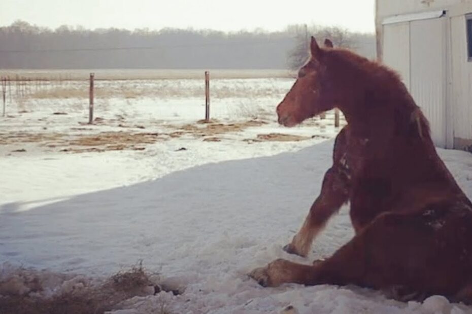 A brown horse sits on snowy ground next to a white barn in a fenced rural area on a clear day.