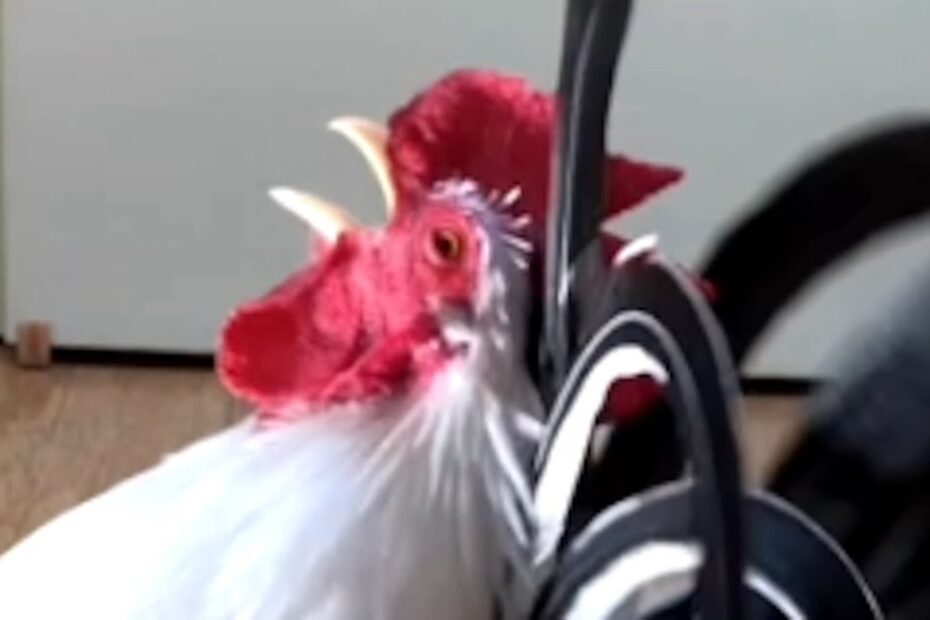 A white rooster with a red comb crows while standing indoors near a black object with curved handles.