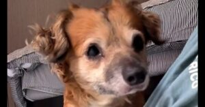 A small brown dog with curly ears looks toward a person, with a striped cushion and bed in the background.