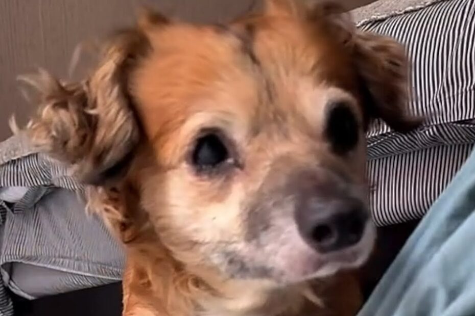 A small brown dog with curly ears looks toward a person, with a striped cushion and bed in the background.