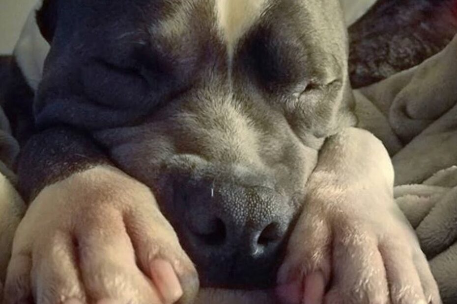 A close-up of a dog with gray and white fur sleeping with its head resting on its front paws.