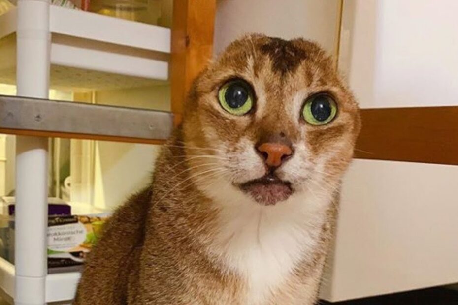 A cat with large green eyes and a patch of missing fur on its head sits indoors near a set of shelves.