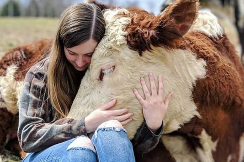 A person sitting on grass gently hugs a large brown and white cow, resting their head on the cow’s face in a close, affectionate moment.