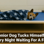 A senior dog lies on a raised bed, partially covered with a star-patterned blanket, in a shelter room with a caption about waiting for a family.