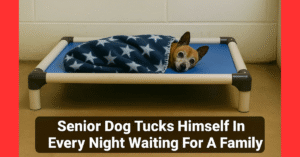 A senior dog lies on a raised bed, partially covered with a star-patterned blanket, in a shelter room with a caption about waiting for a family.