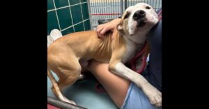 A tan and white dog with visible ribs leans affectionately against a person sitting on the floor inside a tiled kennel.