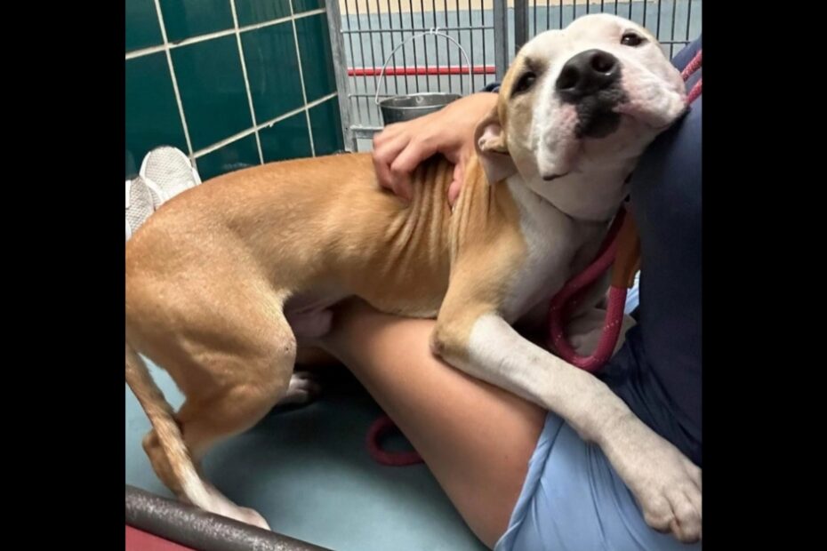 A tan and white dog with visible ribs leans affectionately against a person sitting on the floor inside a tiled kennel.