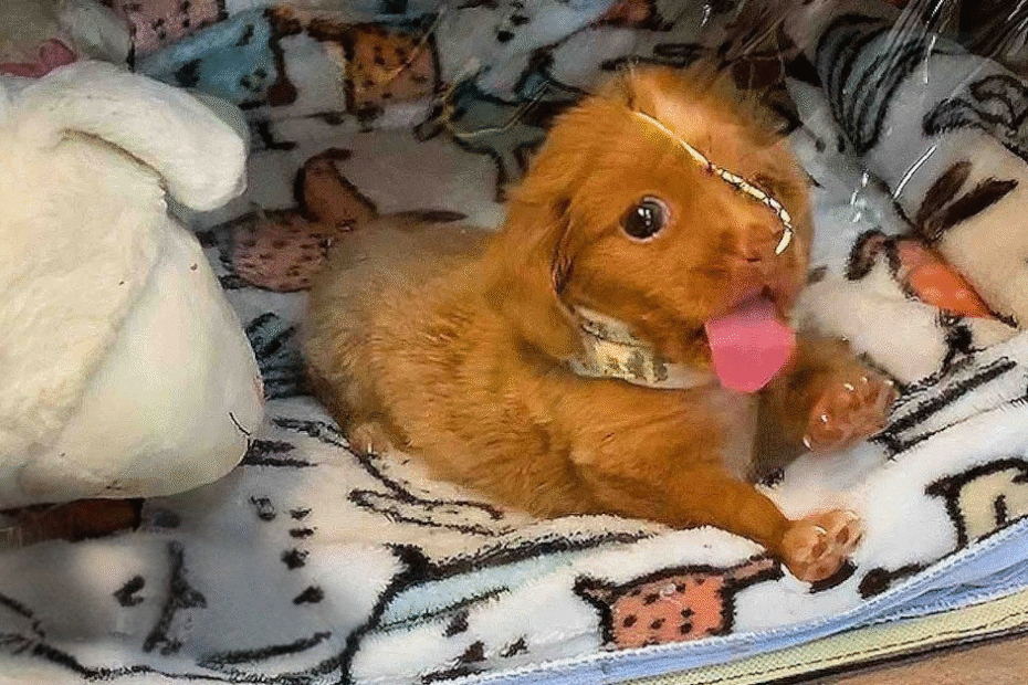 A small brown puppy with its tongue out lies on a patterned blanket next to a white plush toy inside a cozy enclosure.