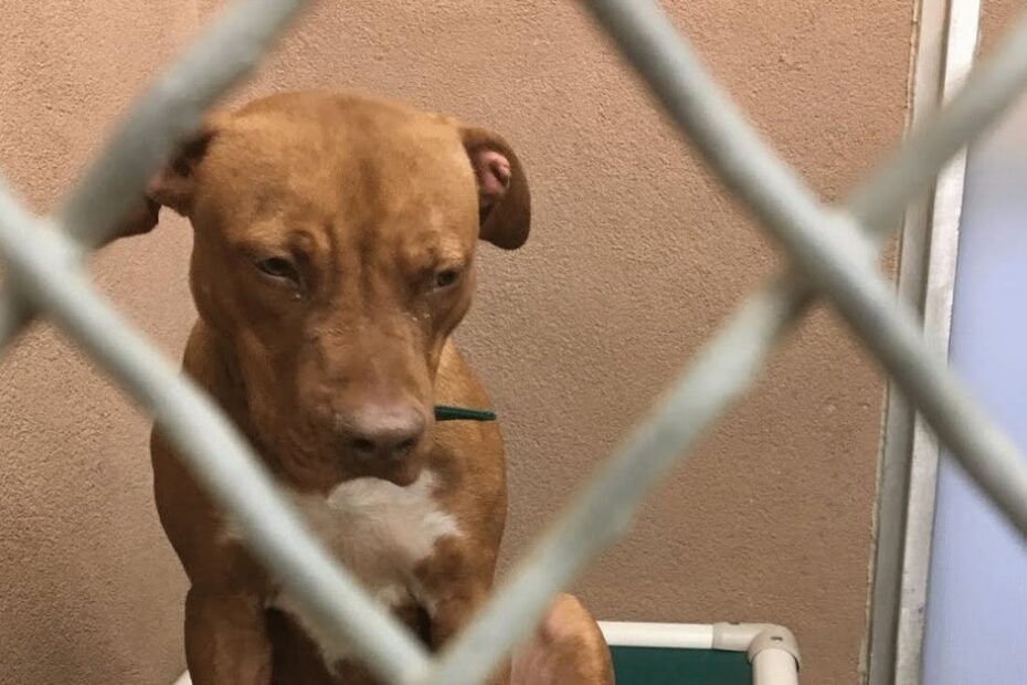 Brown dog with white chest sits on a cot behind a metal fence, facing forward in what appears to be an animal shelter or kennel.