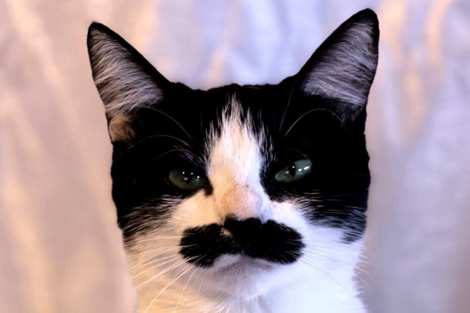 A black and white cat with a distinctive black marking on its upper lip that resembles a mustache, sitting in front of a light-colored background.