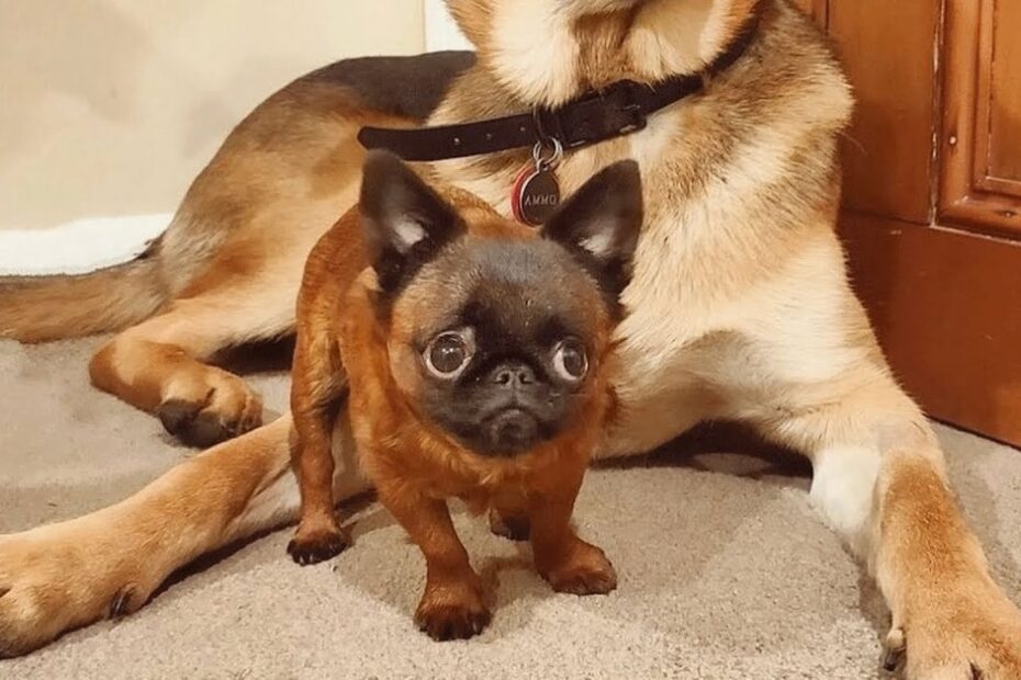 A small brown dog with large eyes stands in front of a larger dog lying on a carpeted floor near a wooden door.
