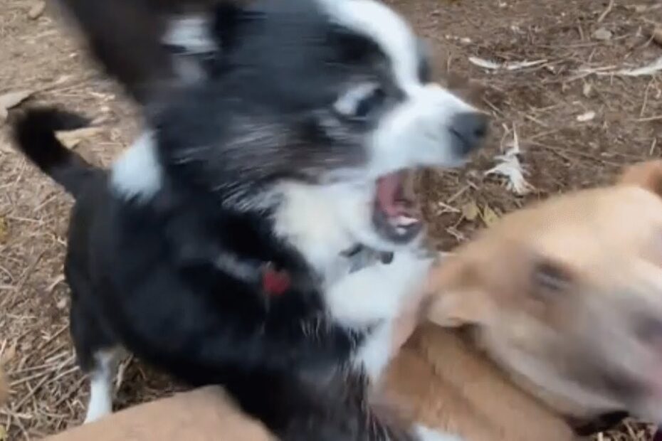 A black and white dog with its mouth open faces a tan dog, both appearing in motion outdoors on dirt ground.