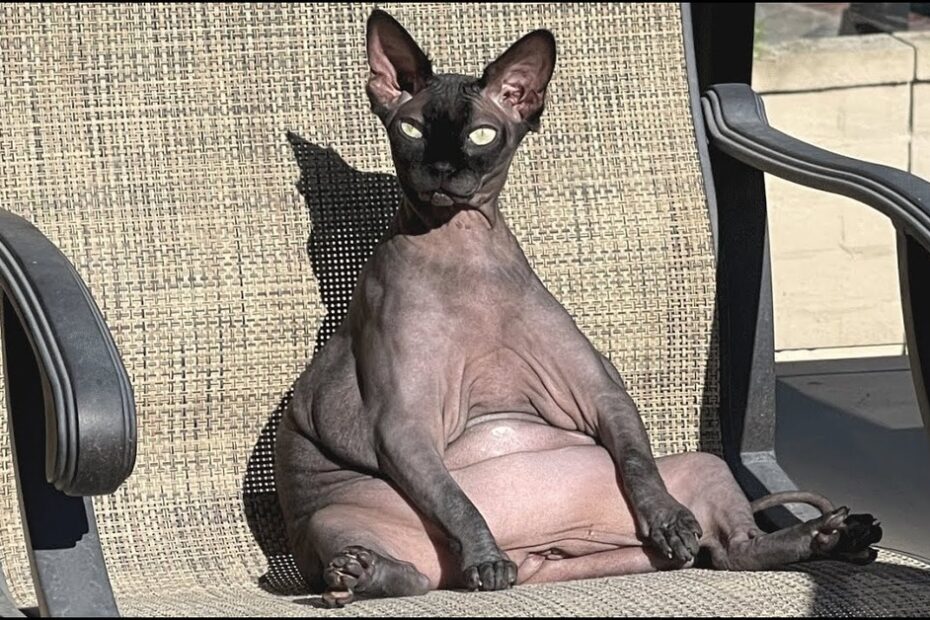A hairless Sphynx cat sits upright on a woven outdoor chair, its legs spread and belly exposed, looking directly at the camera with wide, yellow eyes.