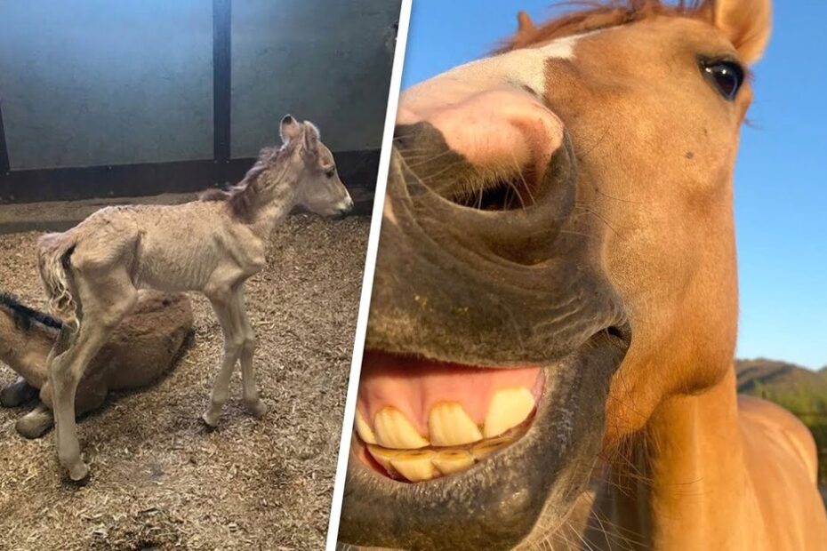 Left: Two foals resting on straw in a stable. Right: Close-up of a horse's face showing its teeth, appearing to smile at the camera.