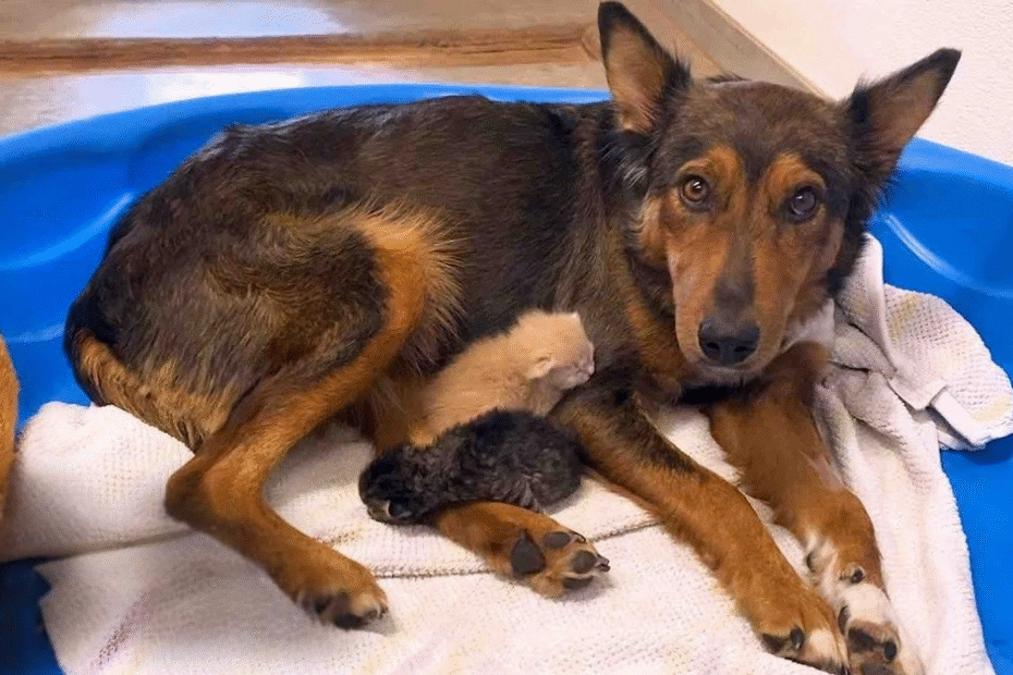 A dog lies in a blue plastic bed on a white towel, nursing two small kittens, one light-colored and one dark-colored.