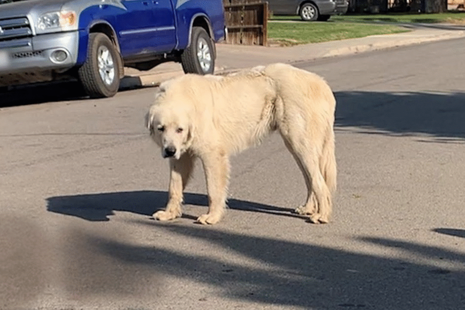 A large, white dog with a rough coat stands alone in the middle of a suburban street near a parked blue truck.