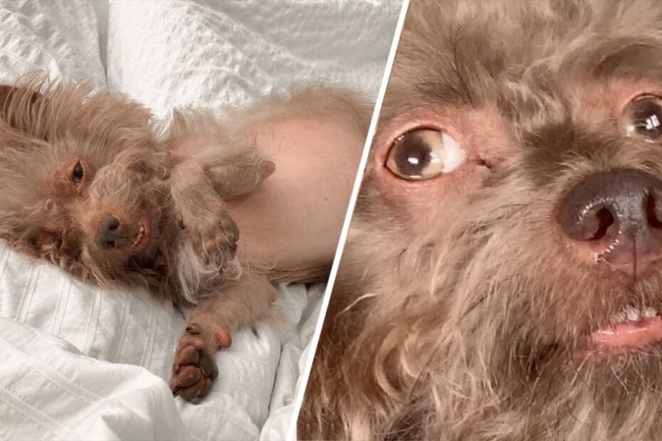 A small, fluffy brown dog lies on a white bed, with a close-up of its face showing a slightly surprised expression.