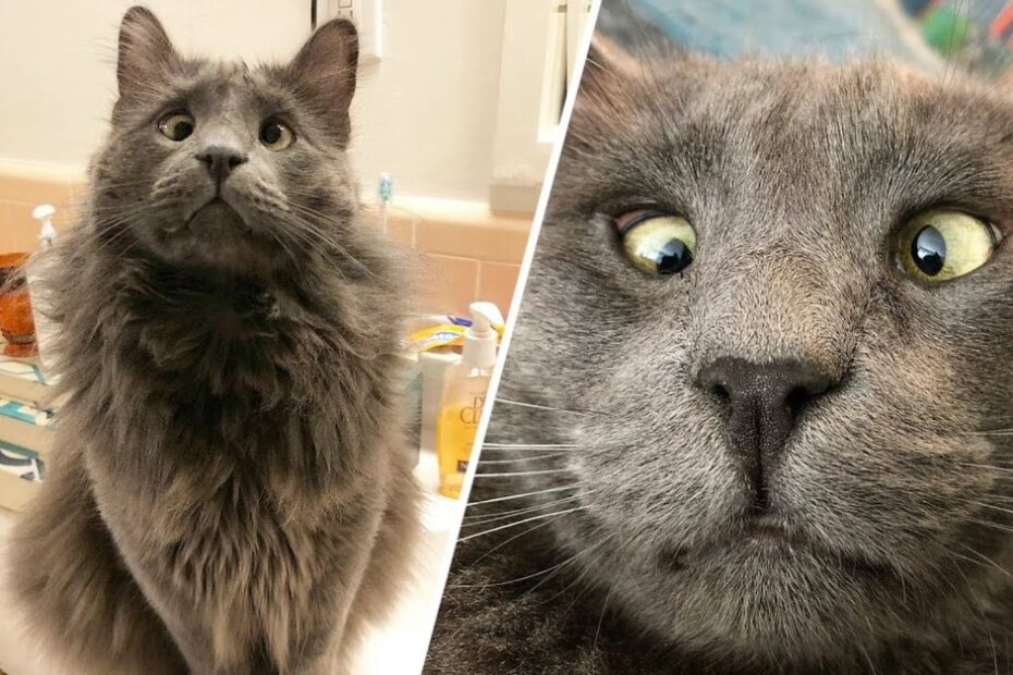 A fluffy gray cat sits on a bathroom counter in one image, while a close-up shot on the right shows the cat’s eyes crossed.