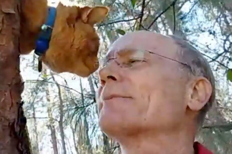 A man looks up at an orange cat wearing a blue collar perched on a tree in a wooded area, with sunlight filtering through the trees.