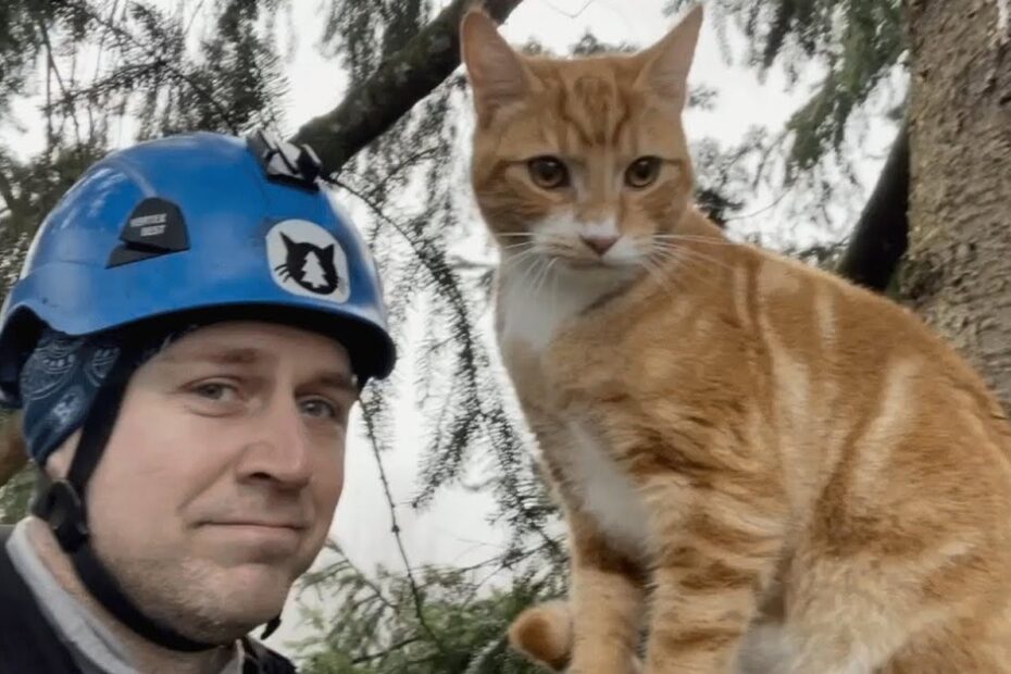 A person wearing a blue helmet stands next to an orange and white cat perched on a tree branch.