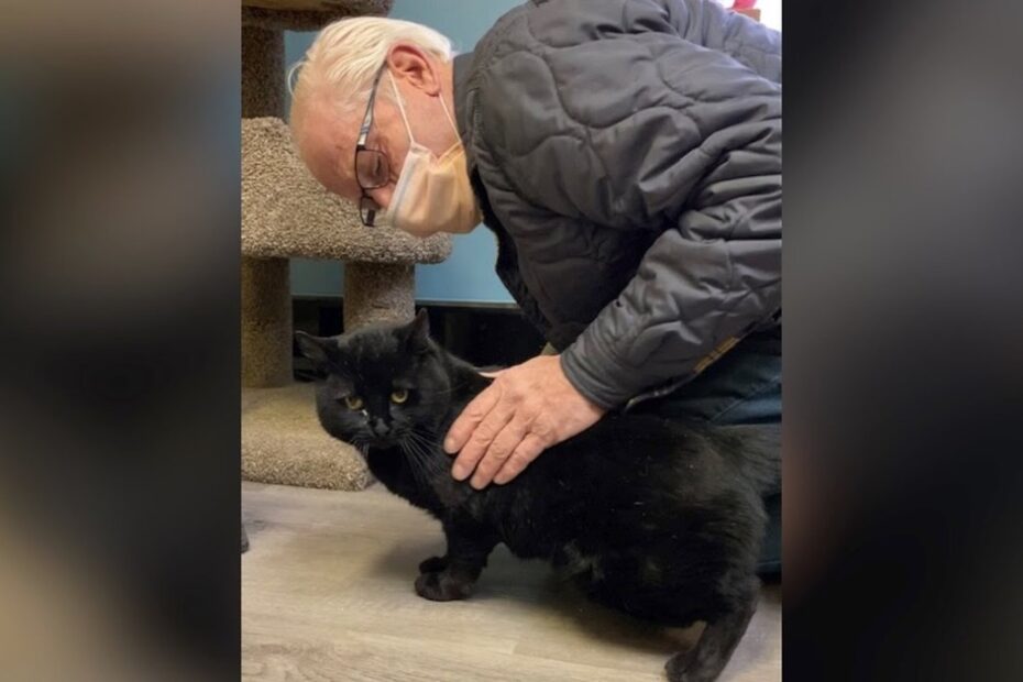 An elderly person wearing glasses and a mask pets a black cat near a cat tree on a wooden floor.