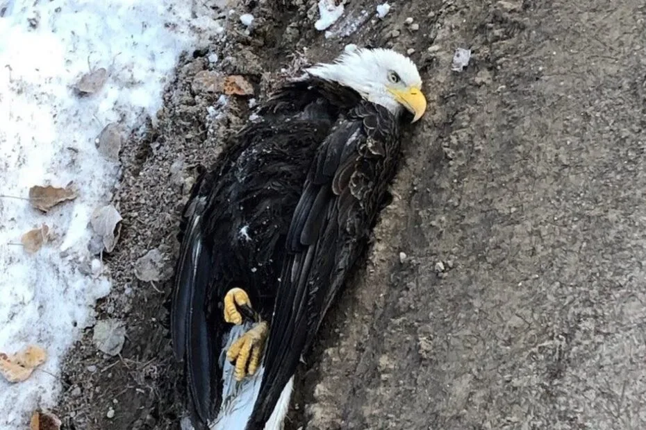 A dead bald eagle lying on its side in a muddy ditch next to a snowy roadside.