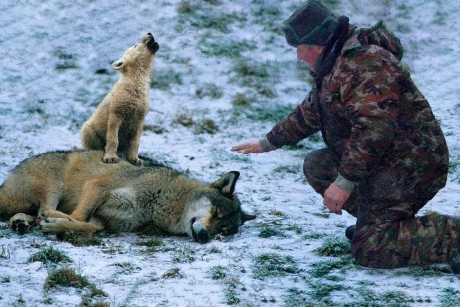 A man in camouflage kneels on snowy ground, reaching toward a resting wolf with a lamb standing on the wolf’s back.