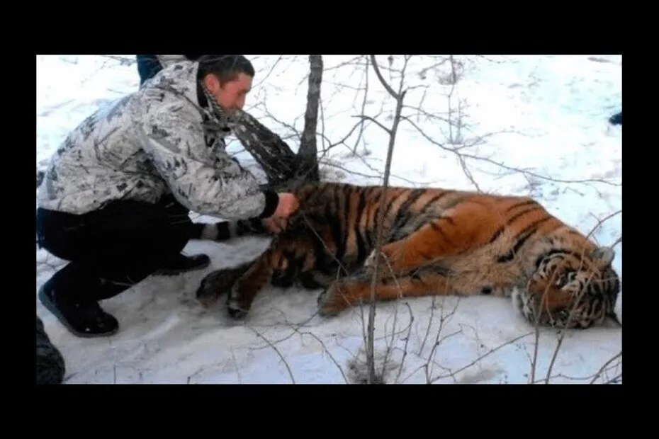 A person in winter clothing crouches next to a tranquilized tiger lying on snow-covered ground among bare branches.