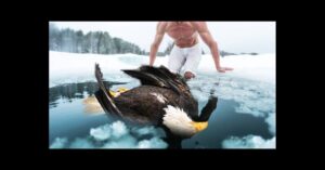 A shirtless man kneels on snow beside an ice hole, reaching toward a bald eagle partially submerged in the icy water.