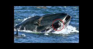 A whale surfaces with its mouth open, water splashing, and a red circle highlighting a detail near its mouth. A bird flies nearby and other animals are visible in the water.