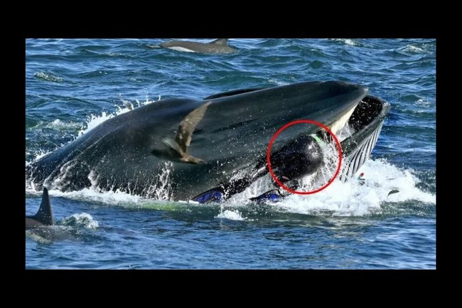 A whale surfaces with its mouth open, water splashing, and a red circle highlighting a detail near its mouth. A bird flies nearby and other animals are visible in the water.