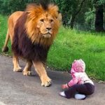 A lion walks toward a baby crawling on a paved path in a grassy, wooded area.