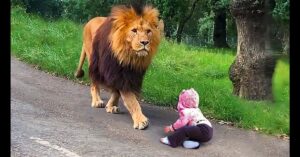 A lion walks toward a baby crawling on a paved path in a grassy, wooded area.